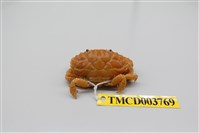 藏品(肉球皺蟹)的圖片